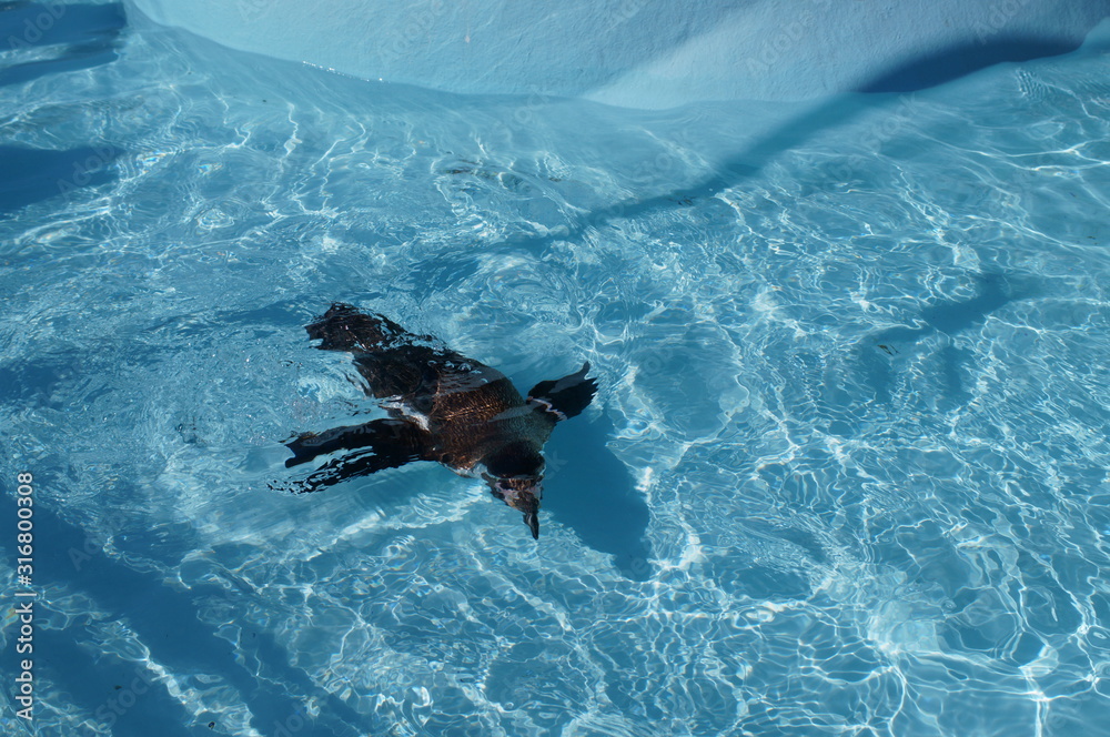Obraz premium Penguin swimming in the pool