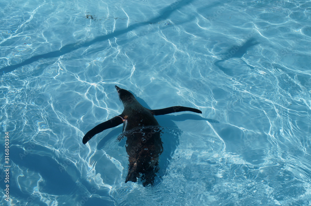 Obraz premium Penguin swimming in the pool