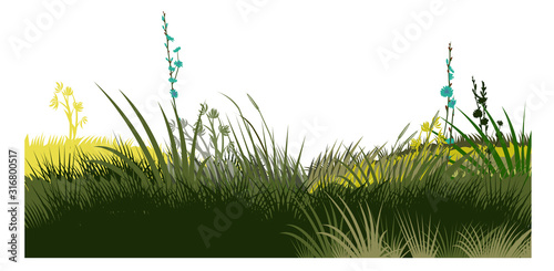 Grass, meadow. Vector. Juicy summer herbs on a transparent background. Isolated object.