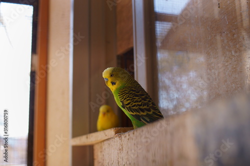 Little bird canary in breeding hut