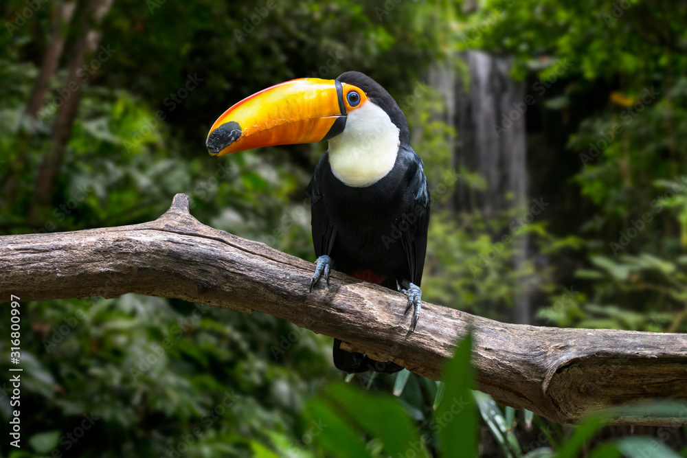 Obraz premium Toco toucan / common toucan / giant toucan (Ramphastos toco) perched in tree, native to South America