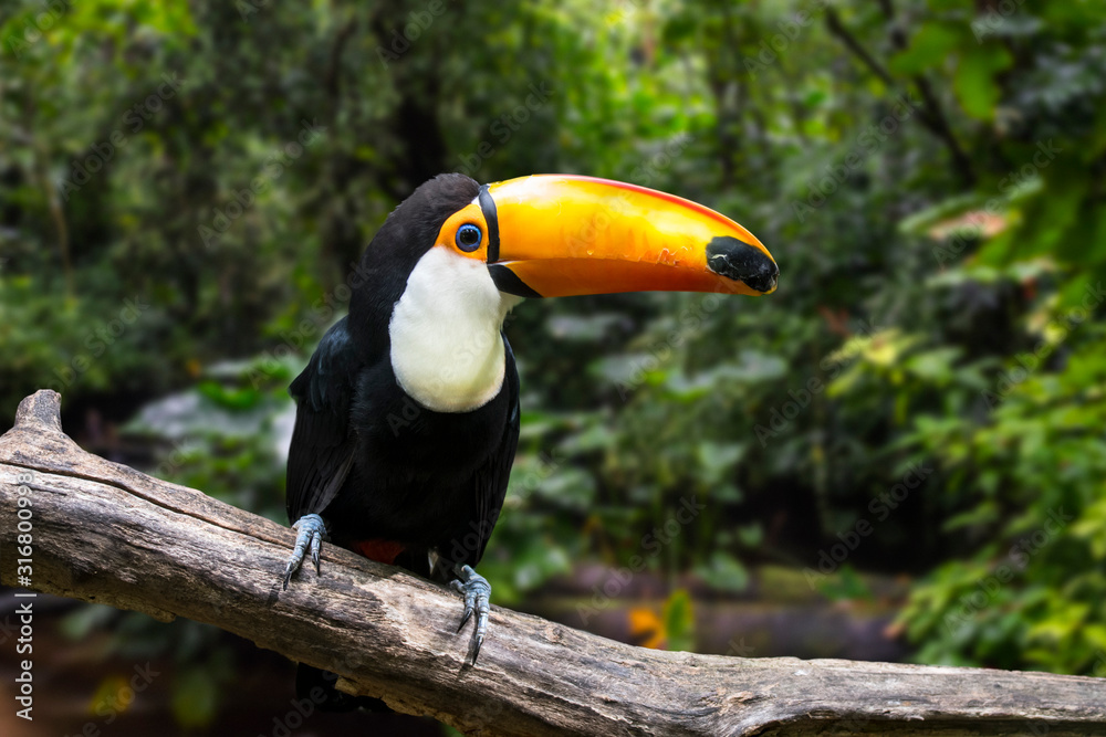 Naklejka premium Toco toucan / common toucan / giant toucan (Ramphastos toco) perched in tree, native to South America