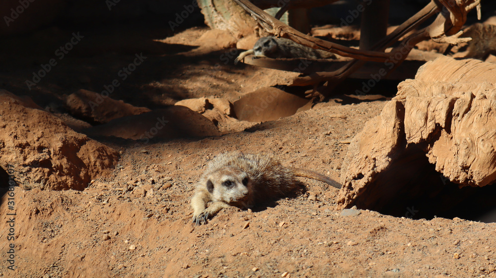 Fototapeta premium cute meerkat resting on the sand