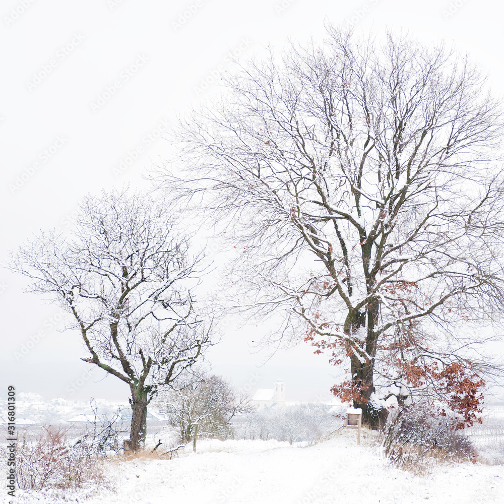 Fototapeta premium Trees on the way to oggau in burgenland in winter