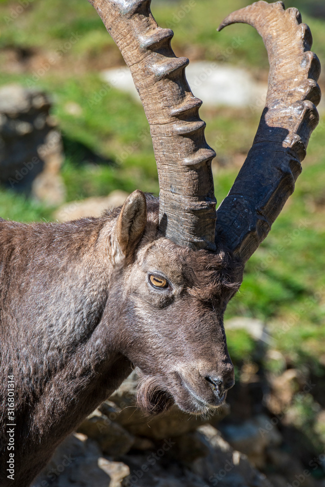 Close-up of Alpine ibex (Capra ibex) male with large horns in the Dolomites, South Tyrol, Italy Close-up of Alpine ibex (Capra ibex) male with large horns in the Dolomites, South Tyrol, Italy