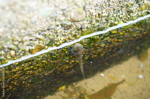 Little Tadpole in the waterway