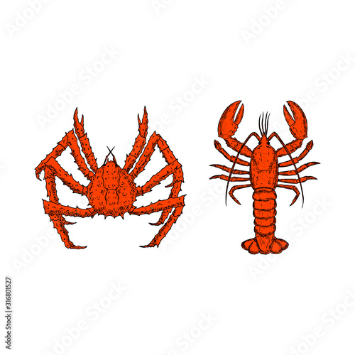 King crab and lobster. Vector cartoon illustrations. Isolated objects on a white background. Hand-drawn style. Top view.
