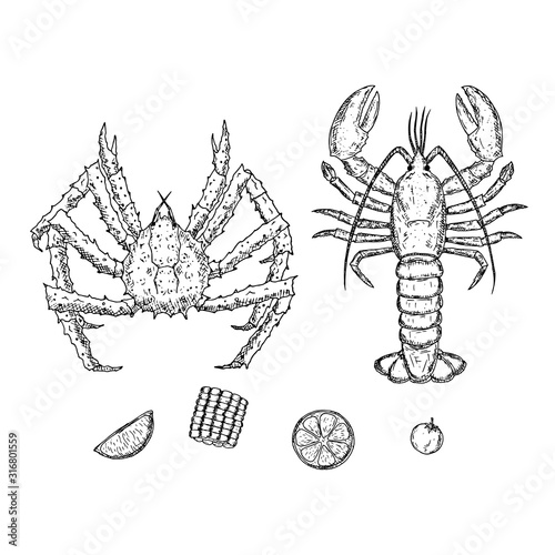 King crab and lobster. Vector cartoon illustrations. Isolated objects on a white background. Hand-drawn style. Top view.