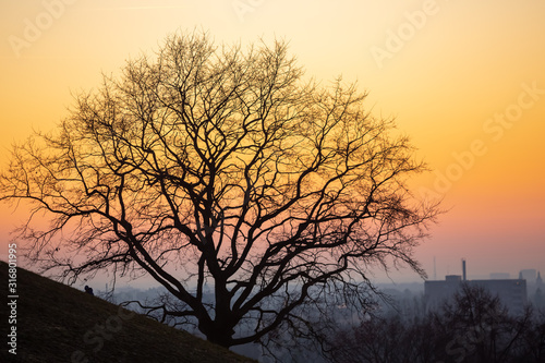 Tree silhouette as the main subject in this beautiful colorful cold winter sunset in the city park.