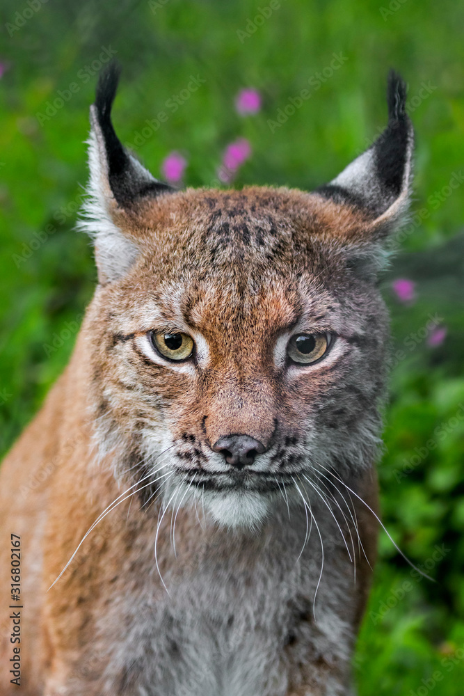 Obraz premium Eurasian lynx (Lynx lynx) close-up portrait