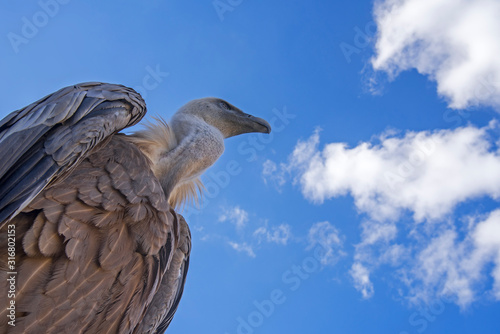 Worm's-eye view on griffon vulture (Gyps fulvus) against blue sky with white clouds