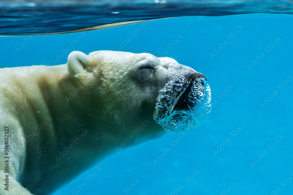Polar bear (Ursus maritimus / Thalarctos maritimus) swimming underwater
