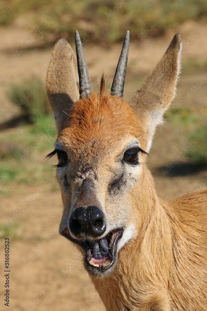 Fototapeta premium Duiker 935