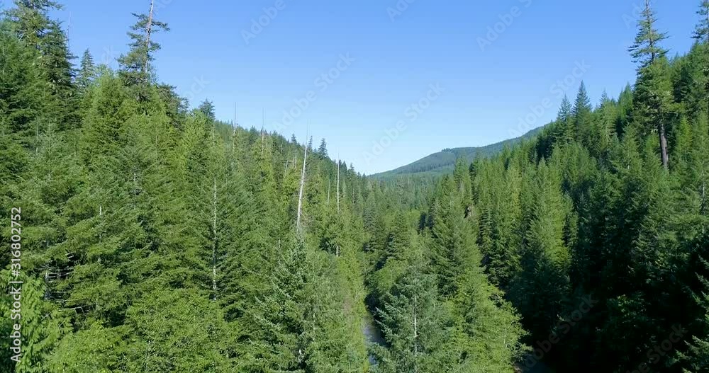Rising up from a Beautiful Lush Pine Forest in the Pacific Northwest Rising up from a Beautiful Lush Pine Forest in the Pacific Northwest