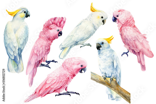 set of parrots, white and pink cockatoo on an isolated white background, watercolor illustration, clipart tropical birds