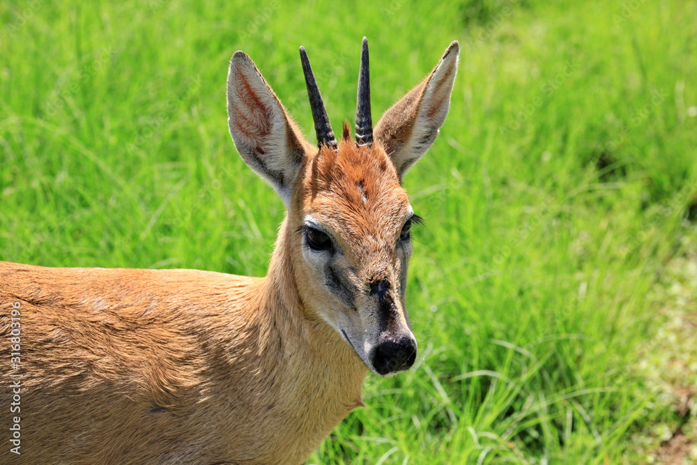 Fototapeta premium Duiker 1560