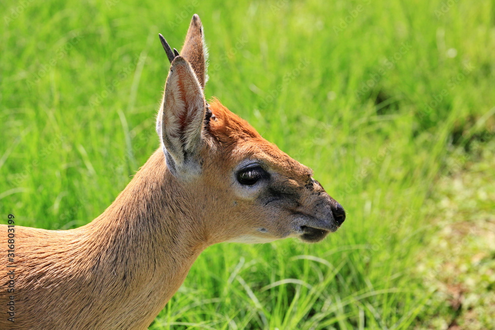 Fototapeta premium Duiker 1562