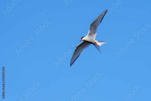 Arctic tern (Sterna paradisaea) in flight against blue sky, Scotland, UK