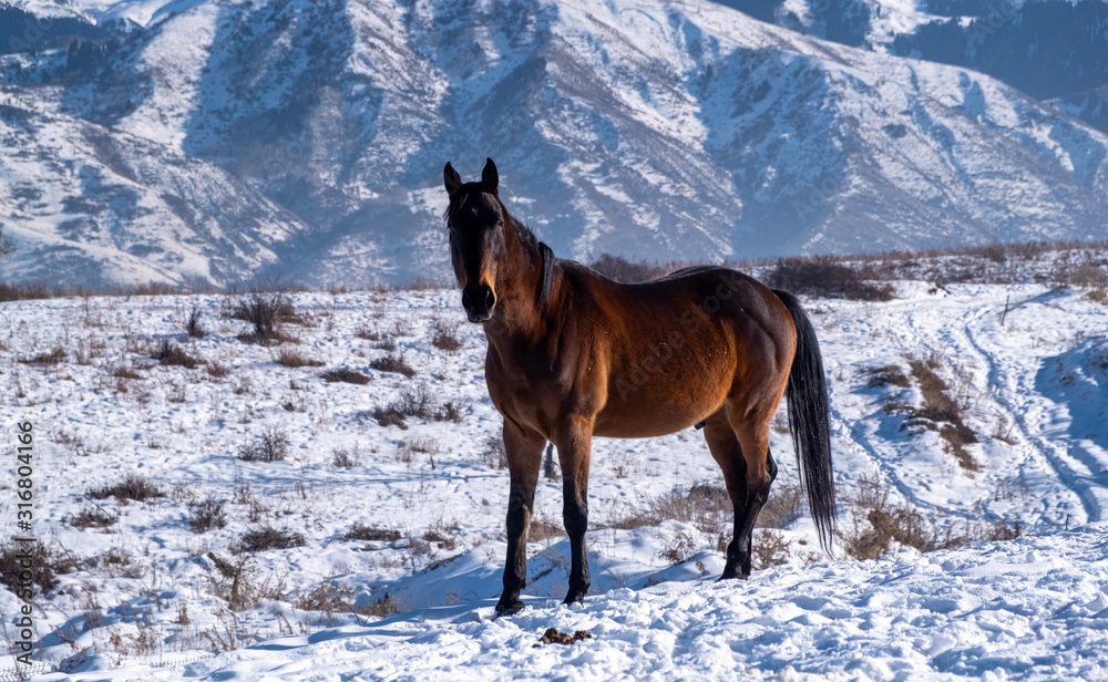 horse in winter horse in winter