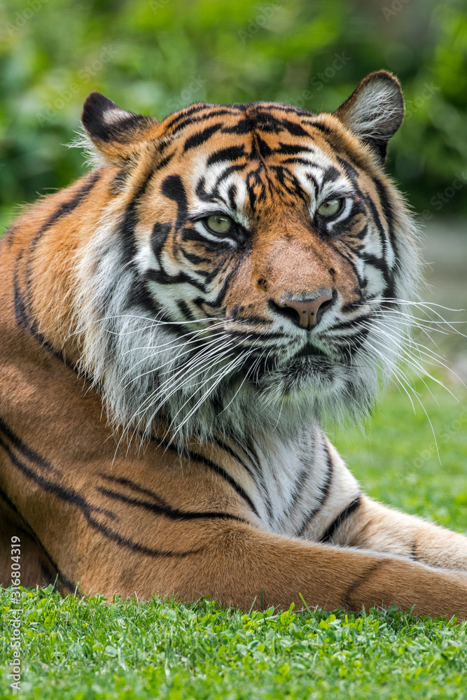 Sumatran tiger (Panthera tigris sondaica) close-up portrait, native to the Indonesian island of Sumatra, Indonesia Sumatran tiger (Panthera tigris sondaica) close-up portrait, native to the Indonesian island of Sumatra, Indonesia