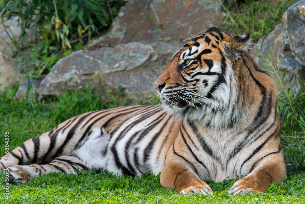 Sumatran tiger (Panthera tigris sondaica) native to the Indonesian island of Sumatra, Indonesia Sumatran tiger (Panthera tigris sondaica) native to the Indonesian island of Sumatra, Indonesia