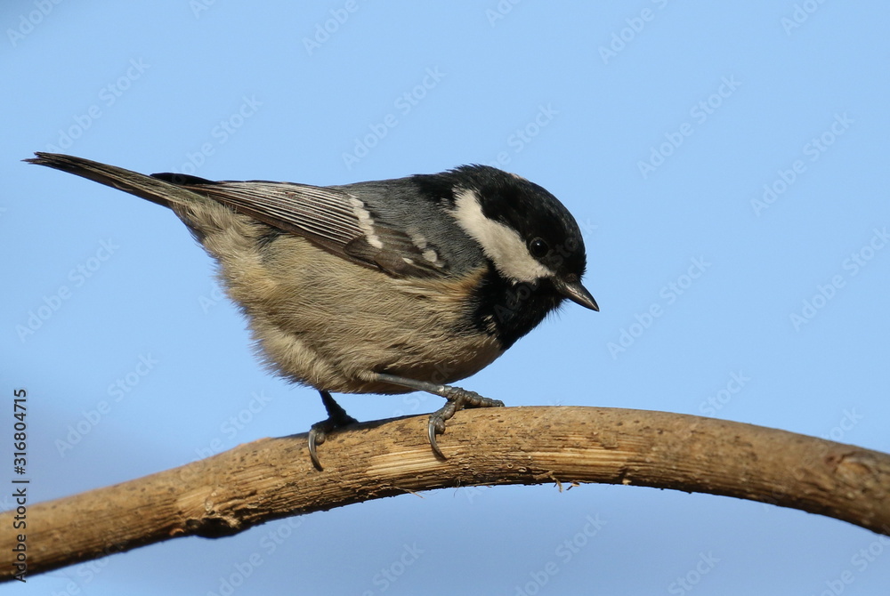Fototapeta premium Marsh Tit, Poecile palustris, Parus 