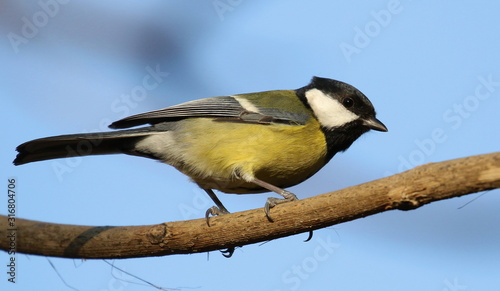 Great tit on branch background, Parus major