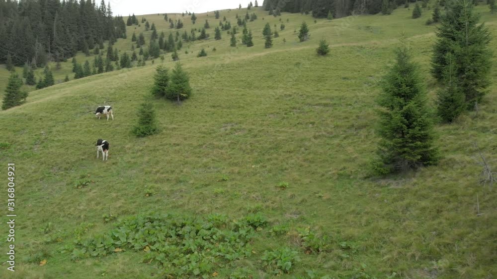 Cows grazing on mountains pasture on fir forest background. Cow herd grazing in wood forest mountain pasture during summer day. Cows grazing on mountains pasture on fir forest background. Cow herd grazing in wood forest mountain pasture during summer day.