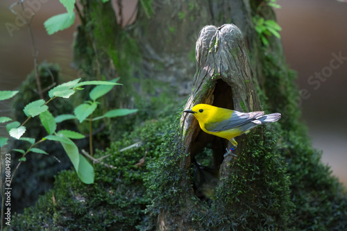 Obraz na płótnie Prothonotary Warbler