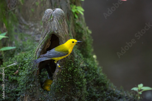 Prothonotary Warbler