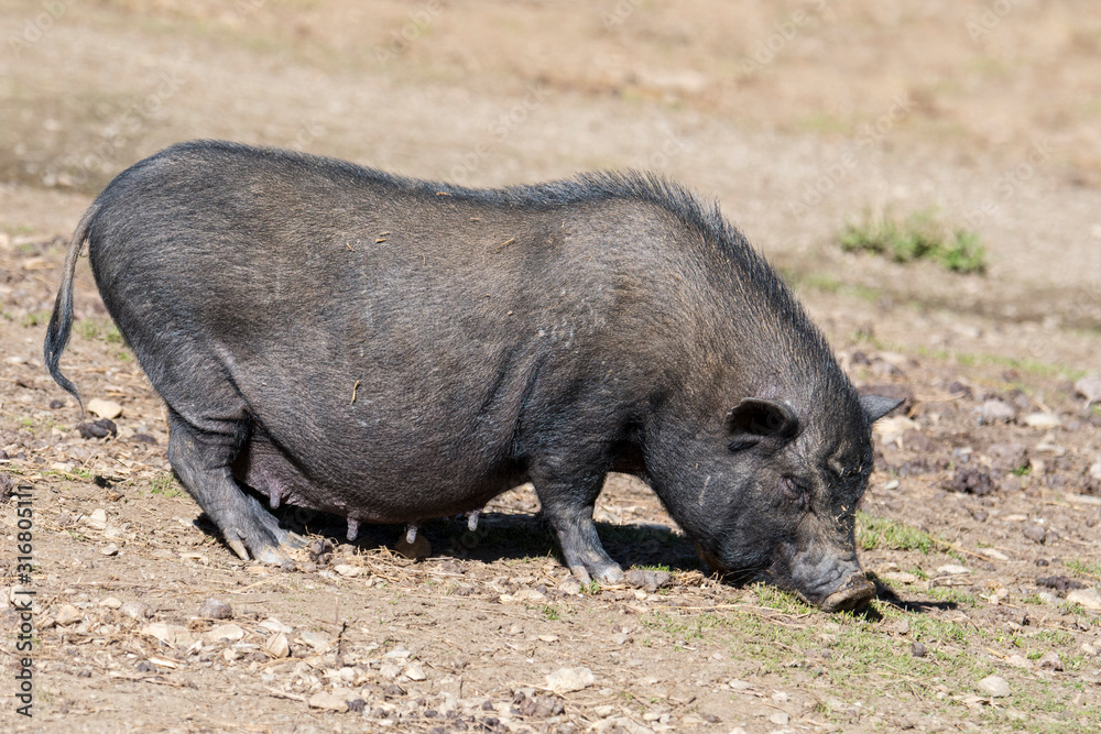 Female Vietnamese Pot-bellied pig / Lon I pig sow, endangered traditional Vietnamese breed of miniature domestic pig Female Vietnamese Pot-bellied pig / Lon I pig sow, endangered traditional Vietnamese breed of miniature domestic pig