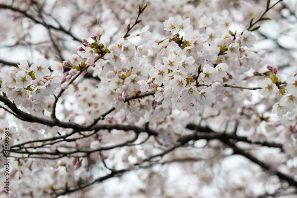 Sakura flowers festival,Spring Cherry blossoms white flowers on nature background at japan