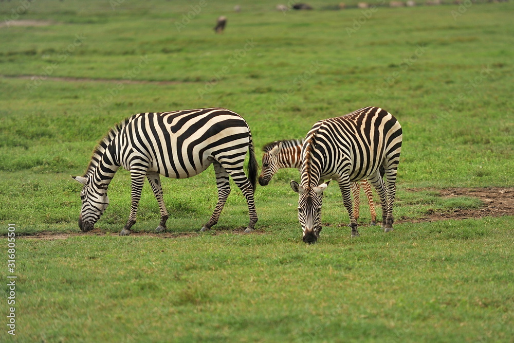 Zebras graze in a meadow in the African savannah. Zebras graze in a meadow in the African savannah.