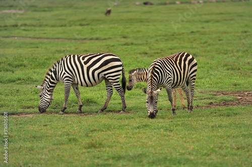 Zebras graze in a meadow in the African savannah.