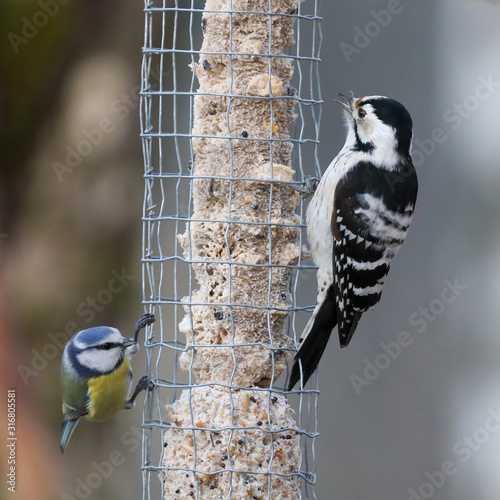 Canvas Print Lesser Spotted Woodpecker