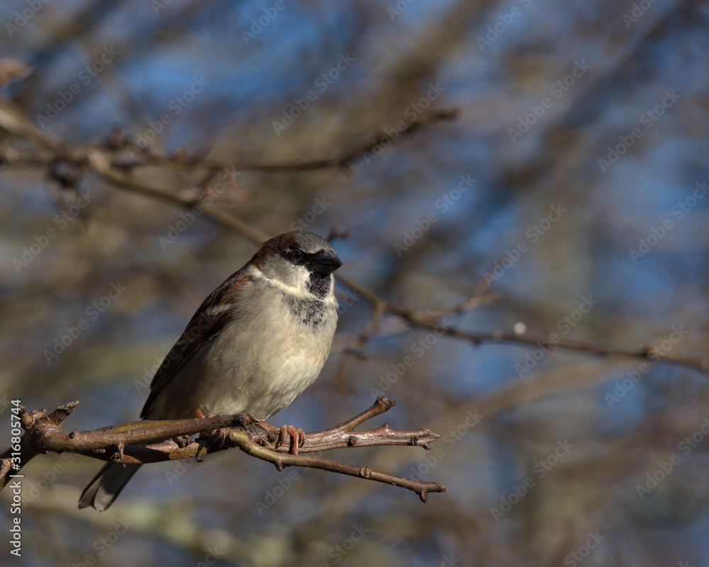 Male House sparrow ,Passer domesticus
