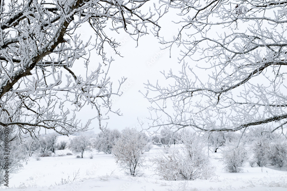 Snow and hoarfrost on tree branches and bushes. Snow and hoarfrost on tree branches and bushes.