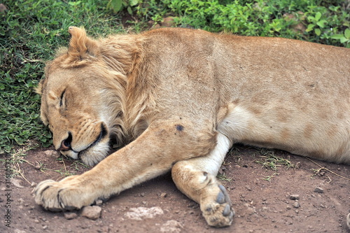 Lion resting in the savannah of Africa.