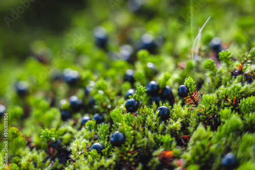 Wild crowberries seen in Icelandic highlands