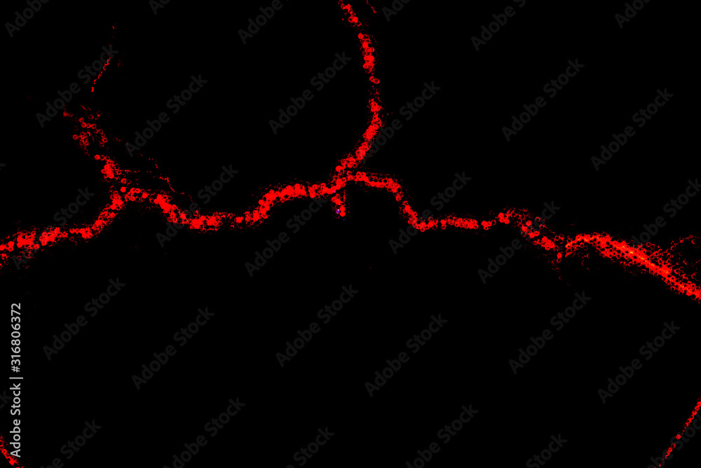 Glowing dynamic wavy red lines on a black background. Glowing dynamic wavy red lines on a black background.