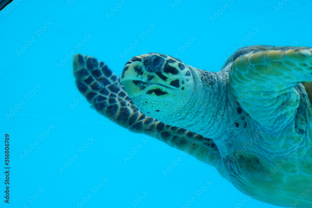 Obraz premium やっほー