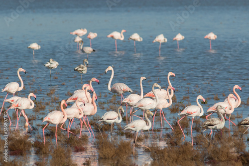 Flamants roses en Camargue