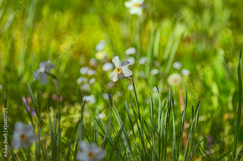 Blumenwiese mit Narzisse im Frühling