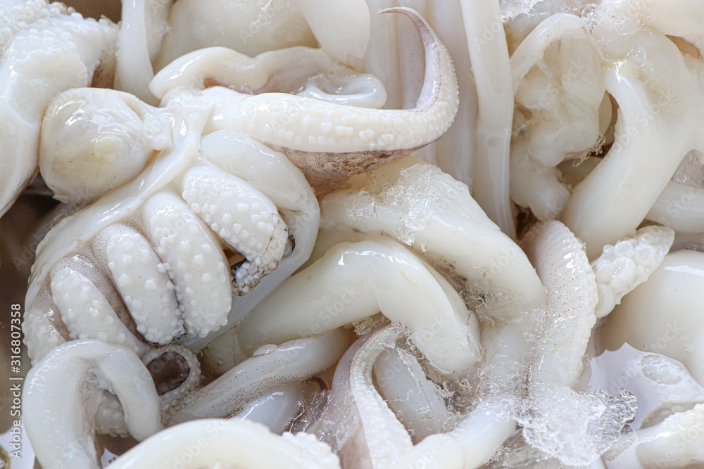 Closeup fresh raw squid on the market for sale. Closeup fresh raw squid on the market for sale.