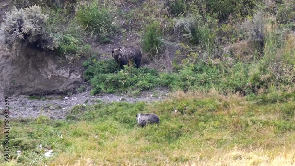 a grizzly bear cub walks towards its mother at the lamar valley of yellowstone national park in wyoming, usa a grizzly bear cub walks towards its mother at the lamar valley of yellowstone national park in wyoming, usa