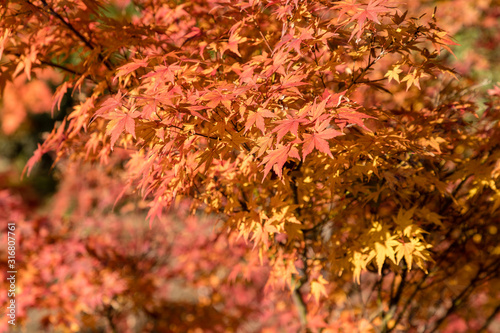 Vivid red leaves of the Japanese maple tree  Acer palmatum 