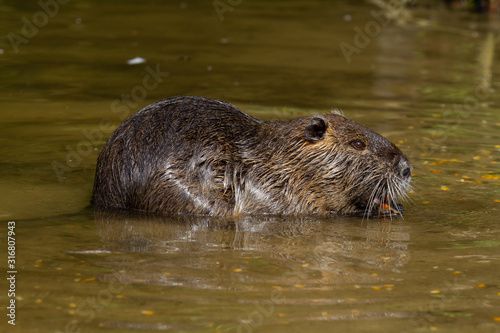 nutria in the water as a close up photo