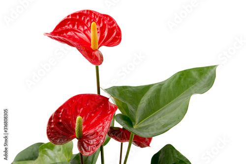 Flamingoblume (anthurium scherzerianum) photo