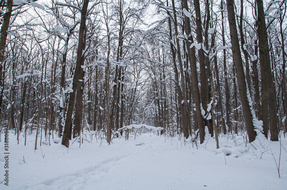 Winter forest, trees under a layer of snow.