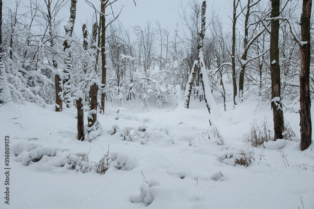 Winter forest, trees under a layer of snow. Winter forest, trees under a layer of snow.